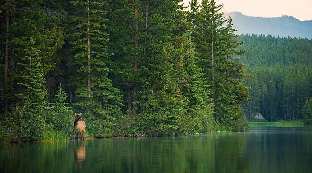 A cow elk emerges from the forest and wades into a small lake in Banff National Park, Alberta.